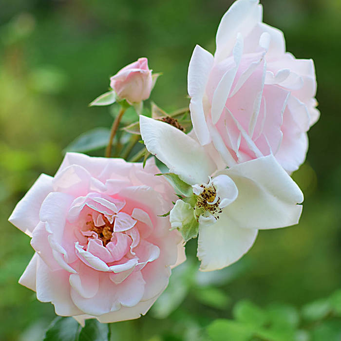 Rose Nicola's Rose 4L Pot GW