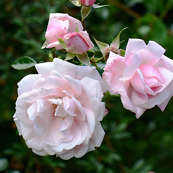 Rose Nicola's Rose 4L Pot GW