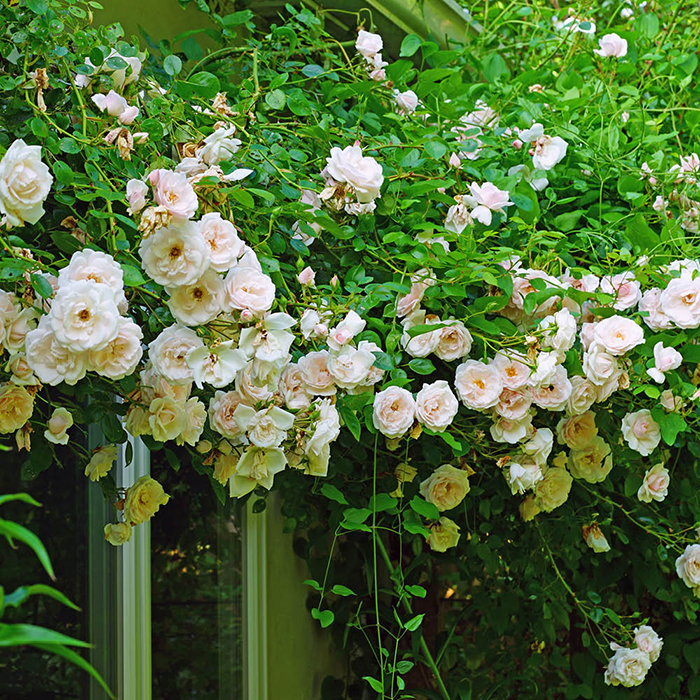 Rose Joseph's Rose 4L Pot GW