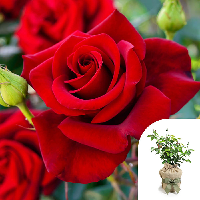 Rose Climbing The Prince's Trust 4L pot GW