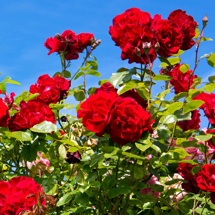 Rose Climbing The Prince's Trust 4L pot GW