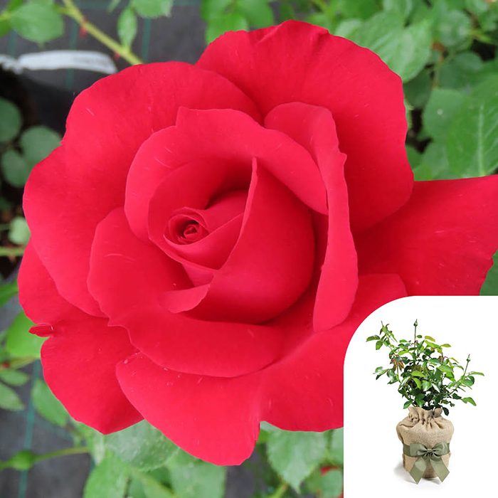 Rose Eric's Rose 4L Pot GW