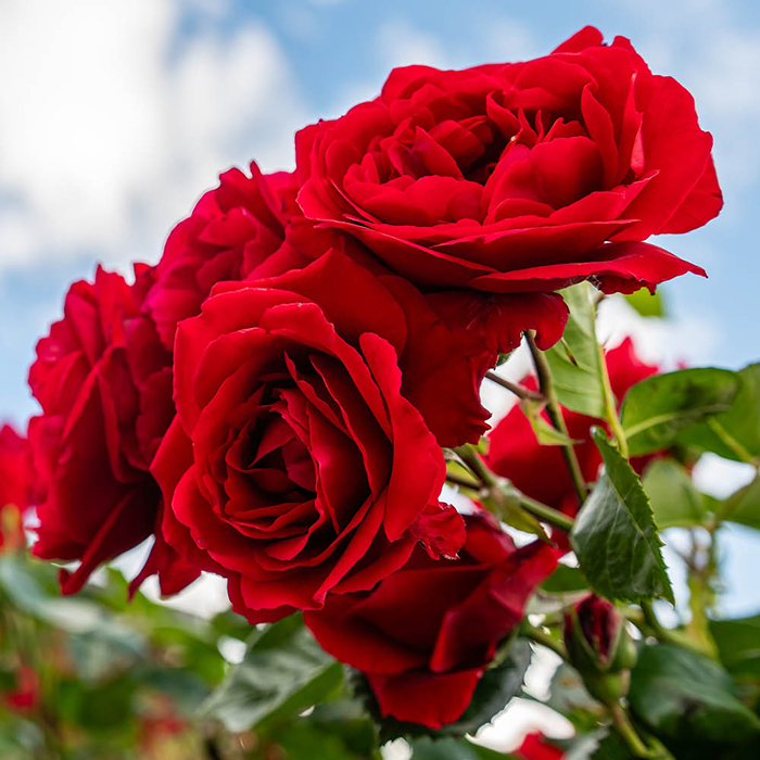 Rose Eric's Rose 4L Pot GW