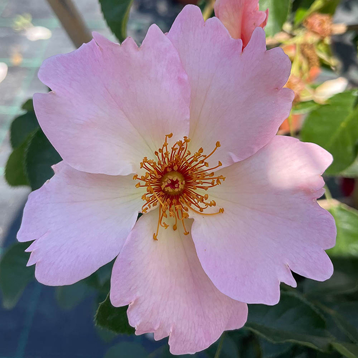 Rose Climbing Simple Life 4L Pot GW