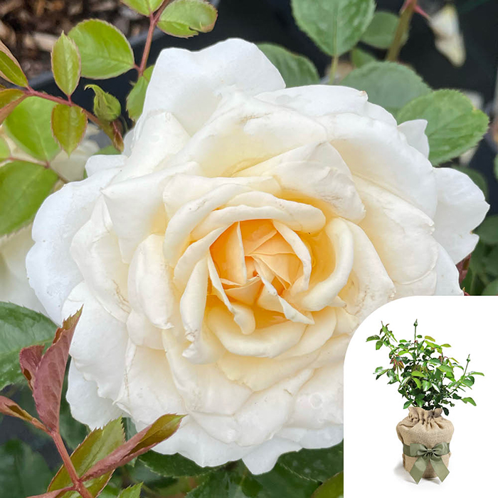 Rose Happy Birthday Cream 4L pot GW