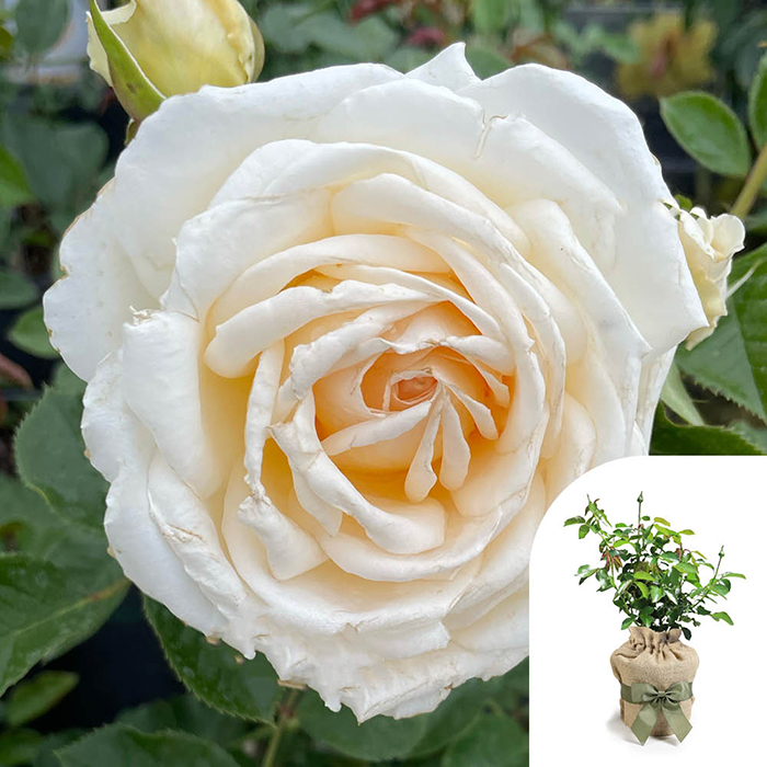 Rose Lisa's Rose 4L pot GW