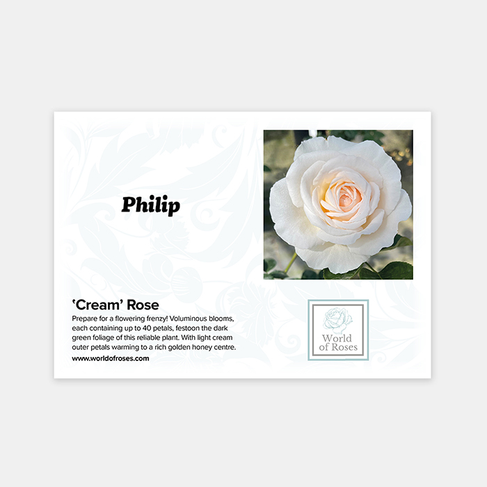 Rose Cream 4L pot GW