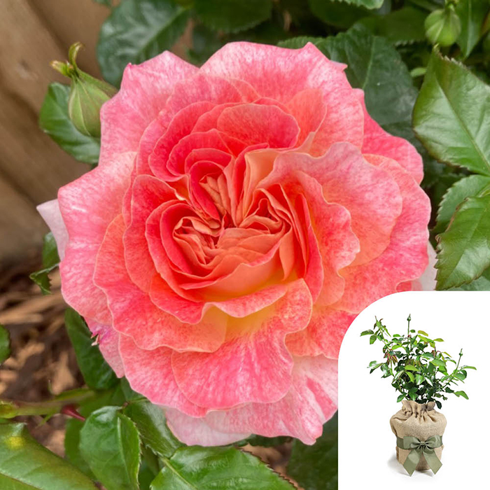 Rose Pamela's Rose 4L pot GW