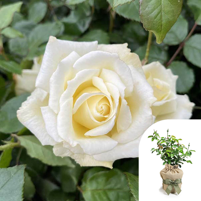 Rose Lynn's Rose 4L pot GW