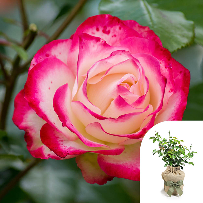 Rose Double Delight 4L pot GW