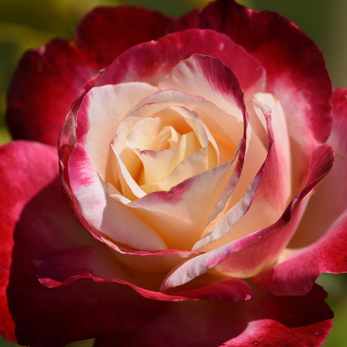 Rose Double Delight 4L pot GW