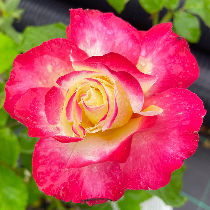 Rose Double Delight 4L pot GW
