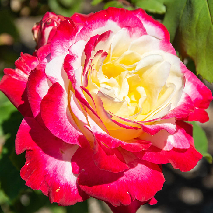 Rose Thomas's Rose 4L Pot GW