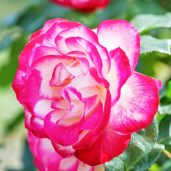 Rose Thomas's Rose 4L Pot GW