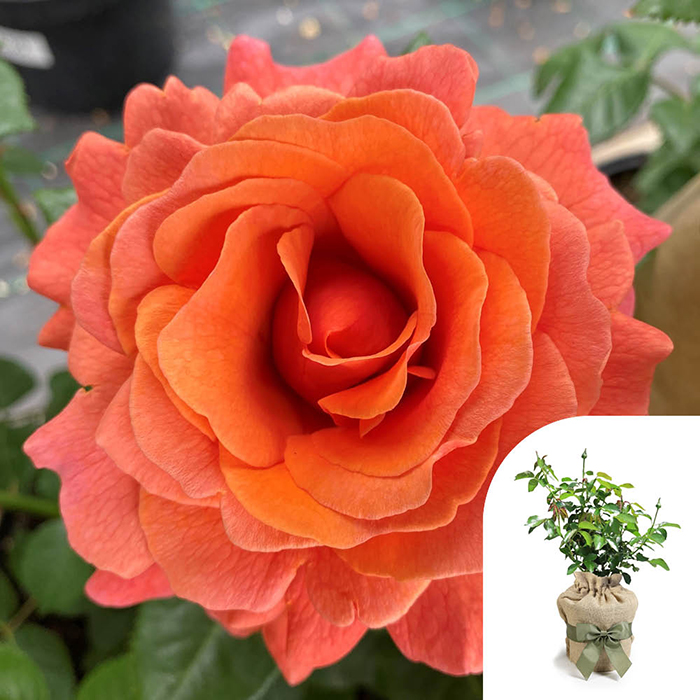 Rose Happy Birthday Orange 4L pot GW