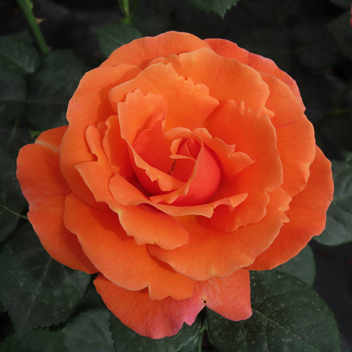 Rose Happy Birthday Orange 4L pot GW