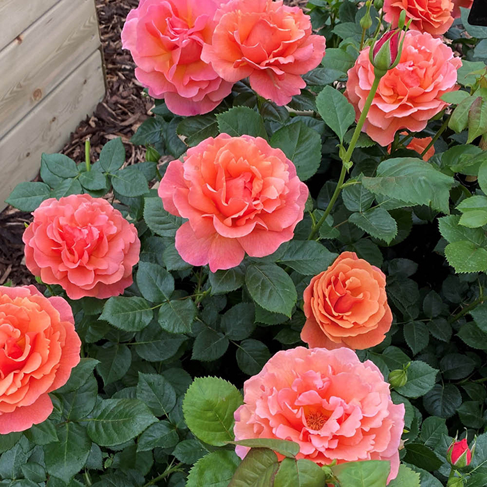 Rose Happy Birthday Orange 4L pot GW