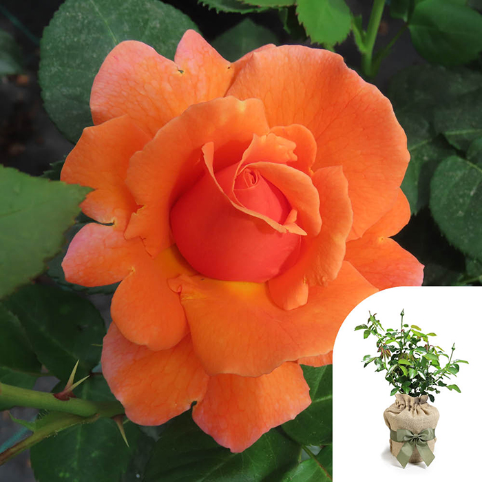 Rose Cynthia's Rose 4L Pot GW