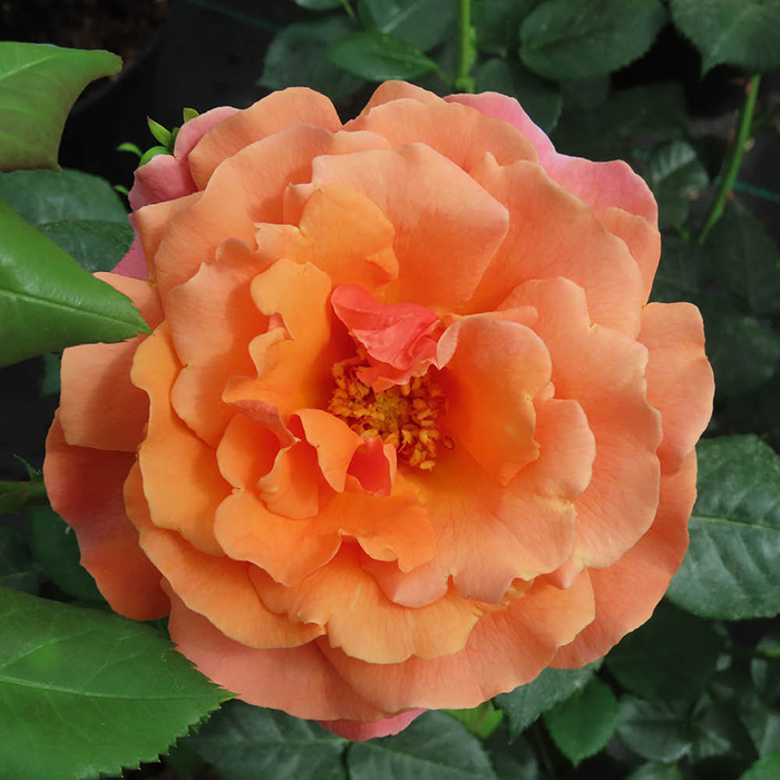 Rose Cynthia's Rose 4L Pot GW