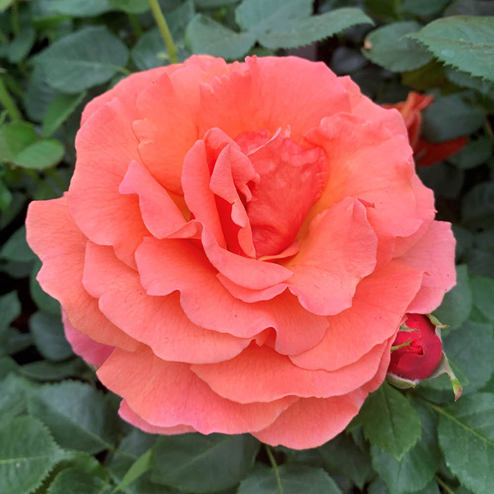 Rose Cynthia's Rose 4L Pot GW