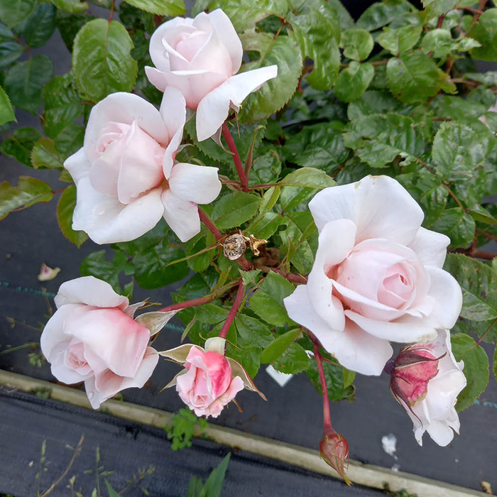 Rose Elton John AIDS Foundation 4L Pot C GW