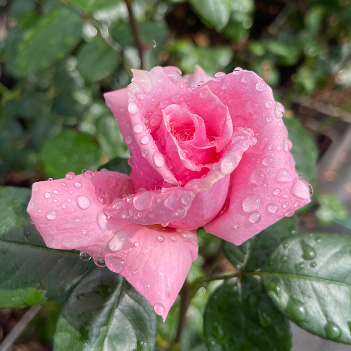 Rose Happy Retirement 4L pot GW