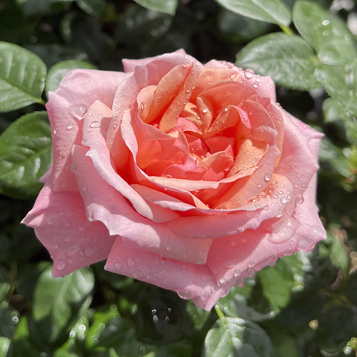 Rose English Princess 4L pot GW