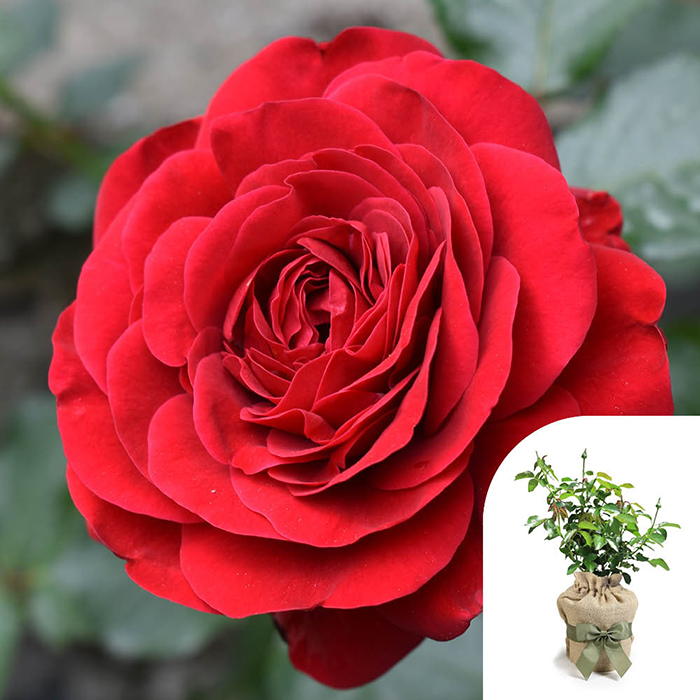 Rose Steve's Rose 4L pot GW