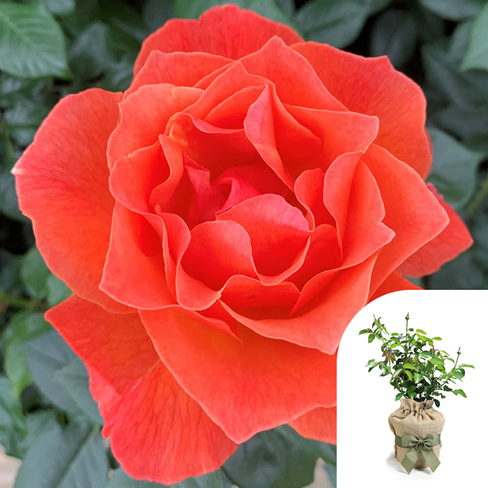 Rose Fellowship 4L pot GW