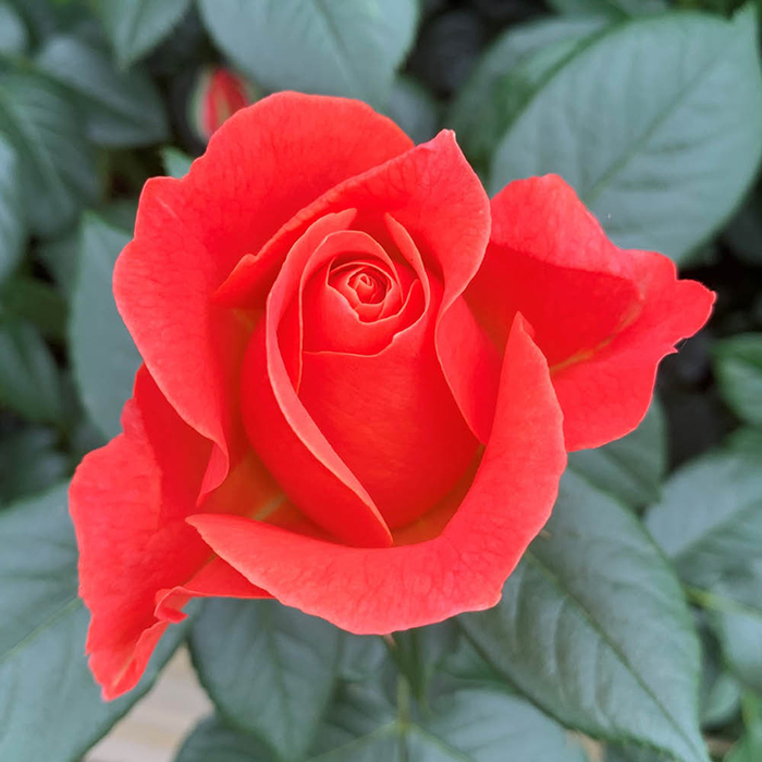 Rose Fellowship 4L pot GW