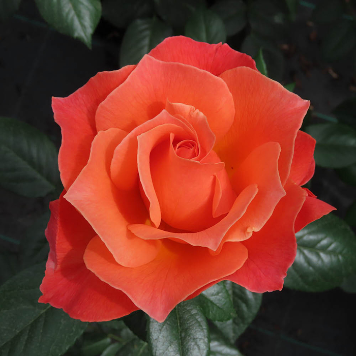 Rose Fellowship 4L pot GW