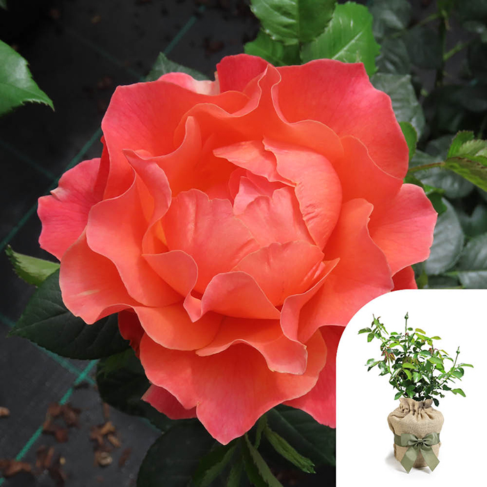 Rose Scott's Rose 4L Pot GW