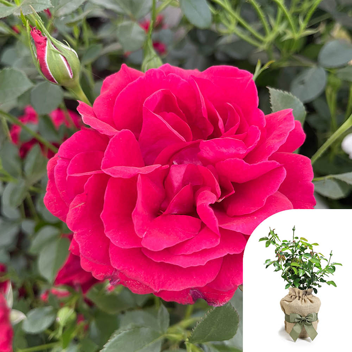 Rose Richard's Rose 4L pot GW