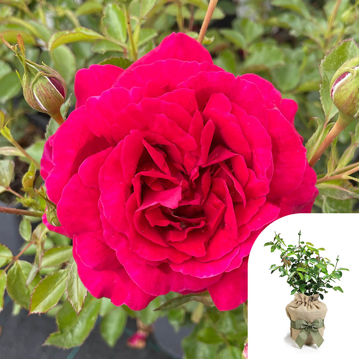 Rose Fetzer Syrah Rose 4L Pot GW