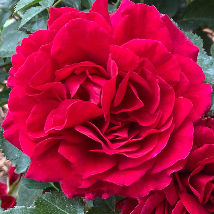 Rose Fetzer Syrah Rose 4L Pot GW