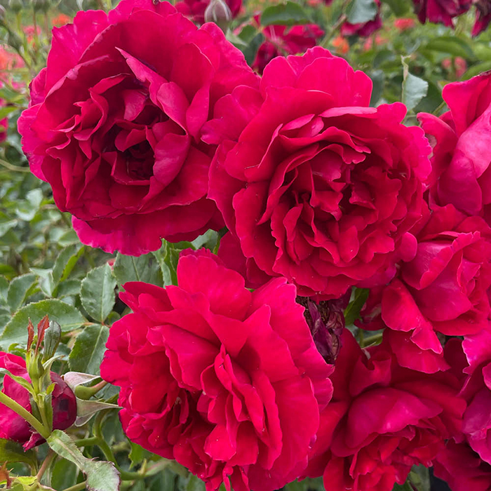 Rose Fetzer Syrah Rose 4L Pot GW