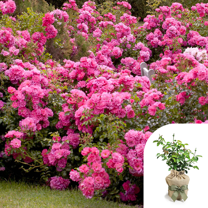Rose Flower carpet Pink 4L pot GW