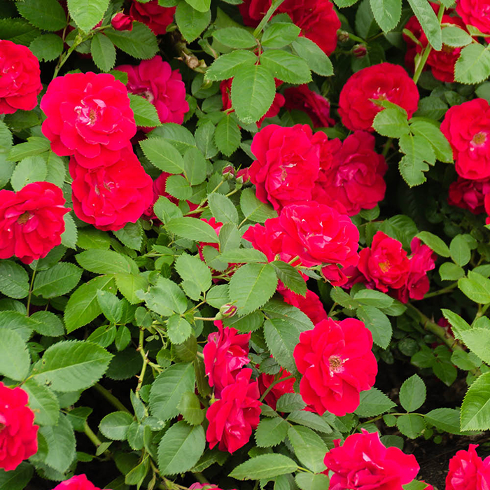 Rose Flower carpet Scarlet 4L pot GW