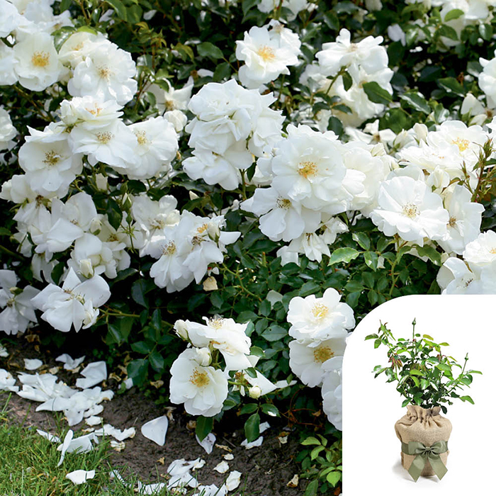 Rose Flower carpet White 4L pot GW
