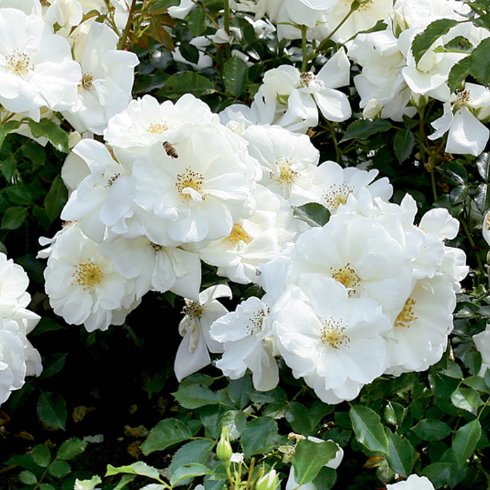 Rose Flower carpet White 4L pot GW