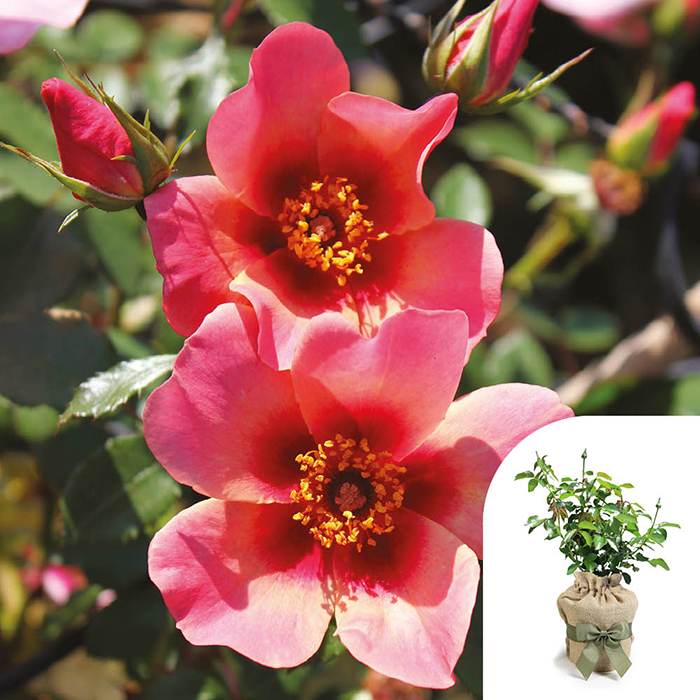 Rose 'For Your Eyes Only' 4L pot (ROTY 2015) GW