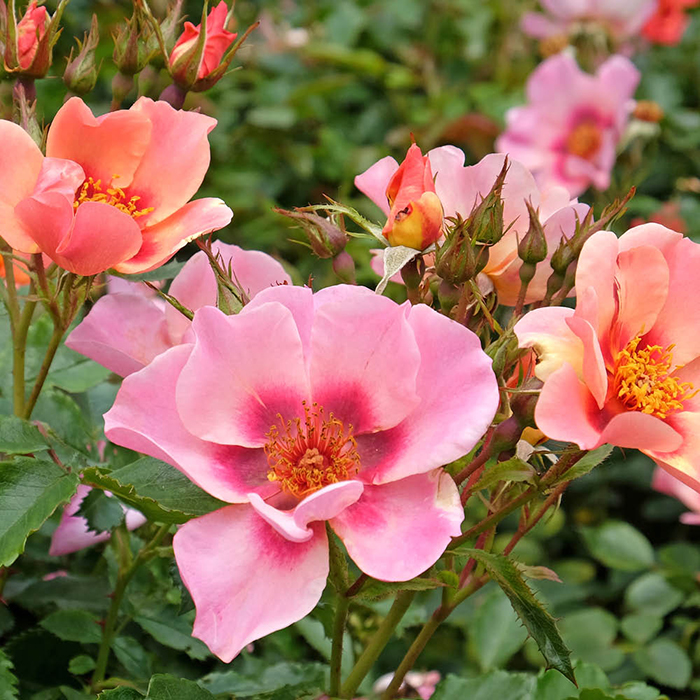 Rose 'For Your Eyes Only' 4L pot (ROTY 2015) GW