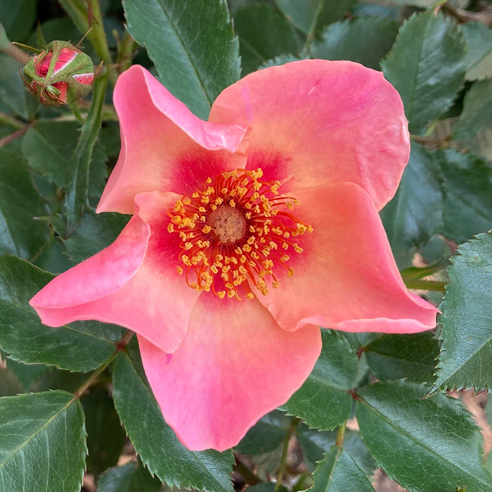 Rose 'For Your Eyes Only' 4L pot (ROTY 2015) GW