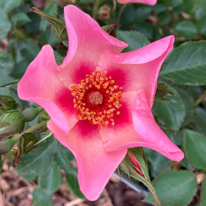 Rose 'For Your Eyes Only' 4L pot (ROTY 2015) GW