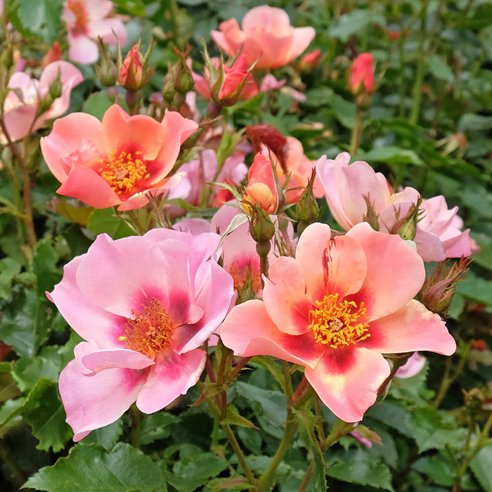 Rose 'For Your Eyes Only' 4L pot (ROTY 2015) GW