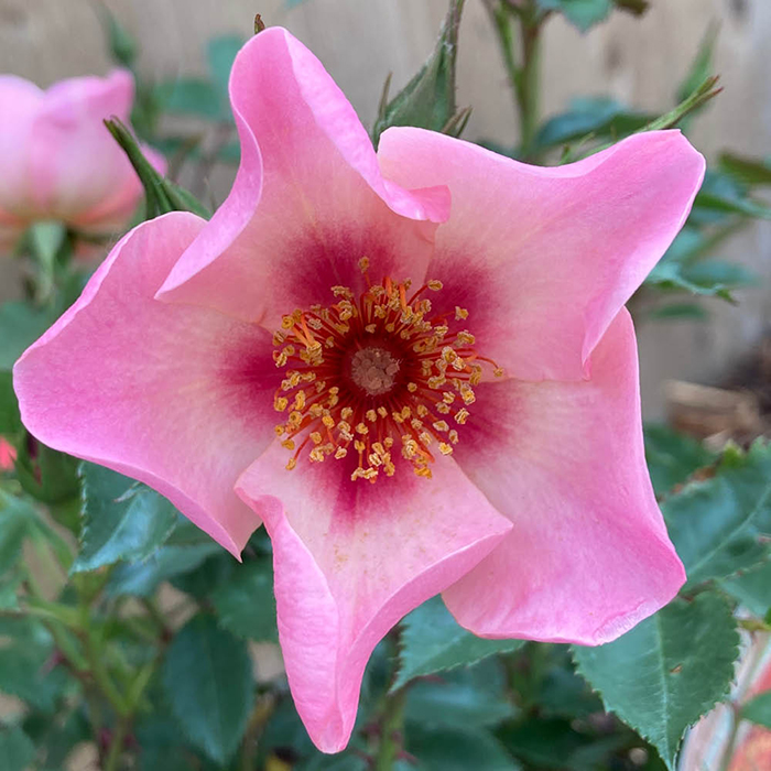 Rose 'For Your Eyes Only' 4L pot (ROTY 2015) GW