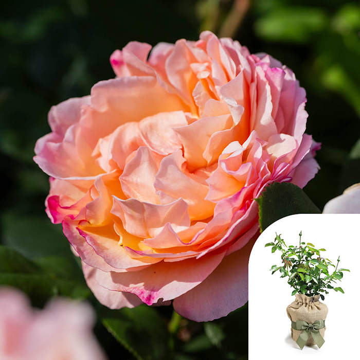 Rose Guardian Angel 4L Pot GW