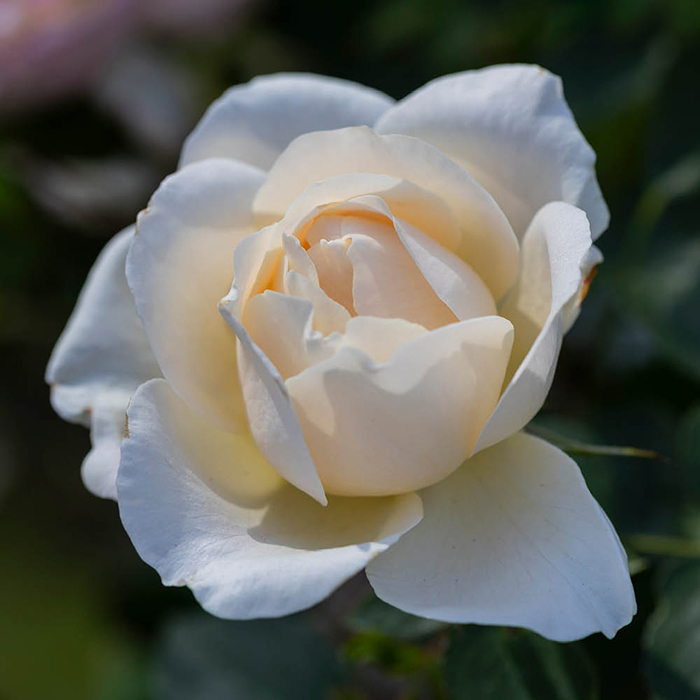 Rose Guardian Angel 4L Pot GW