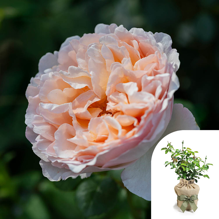 Rose Home Sweet Home 4L pot GW