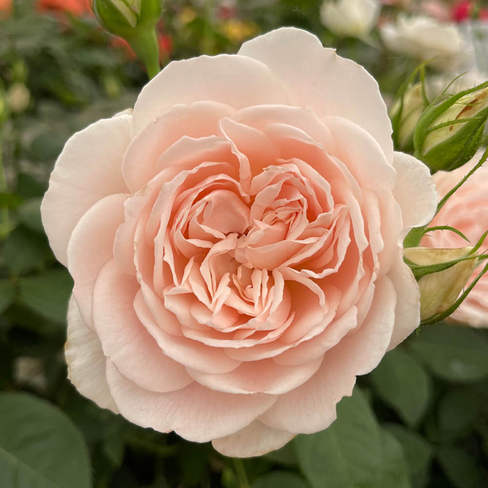 Rose Sandra's Rose 4L pot GW